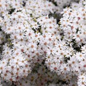 Olearia Spring Bling Garden Plant - White Blossoms, Compact Size, Hardy (15-30cm Height Including Pot)