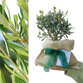 Olive Bush 'Olea europaea' in 14cm Pot - With Hessian Gift Wrap & Gift Card