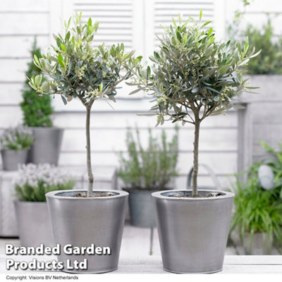 Olive Tree - Extra Large 140cm-150cm Standard 5-7.5 Litre Potted Plant x 2