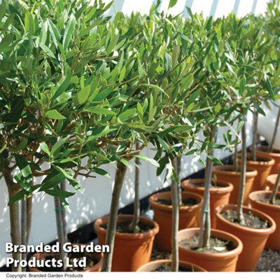 Olive Tree - Large Standard 80-100cm - 4 Litre Potted Plant x 1
