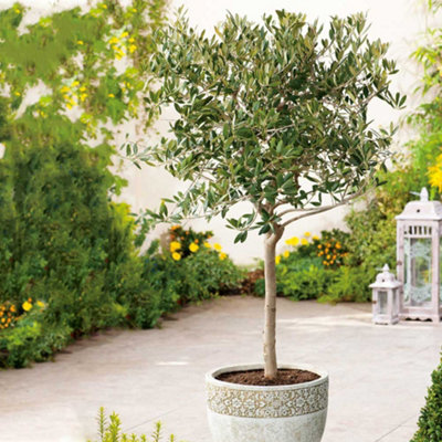 are ficus audrey pet safe Ficus Audrey | Popular House Plants for Modern Homes Medium (3-4 ft)