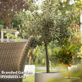 Olive Tree - Medium 80-90cm Standard 2-4 Litre Potted Plant x 1