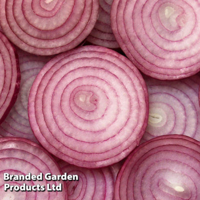 Onion (Spring) Keravel Pink 250g