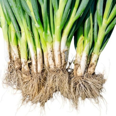 Onion Welsh Salad  Vegetable 350 Fresh Seeds