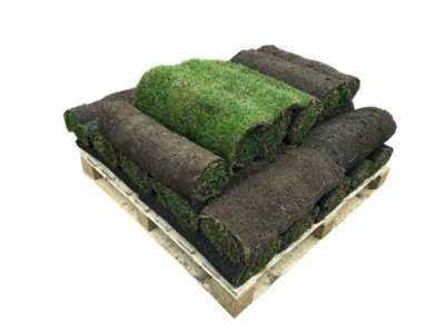 OnlineTurf Rye Gold Lawn Turf 25m² Pack