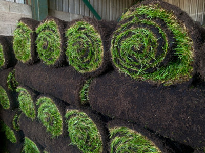 OnlineTurf Rye Gold Lawn Turf 25m² Pack