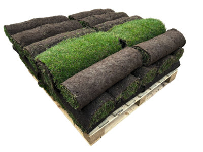 OnlineTurf Rye Gold Lawn Turf 30m² Pack
