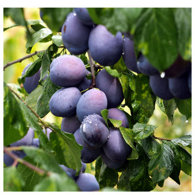 Opal Plum Tree 4-5ft Tall, Self-Fertile, Tasty & Sweet, Ready to Fruit ...