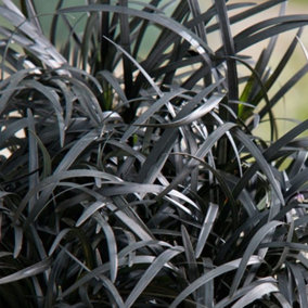 Ophiopogon Black Beard Garden Plant - Striking Black Foliage, Purple Flowers Compact Size (15-25cm Height Including Pot)
