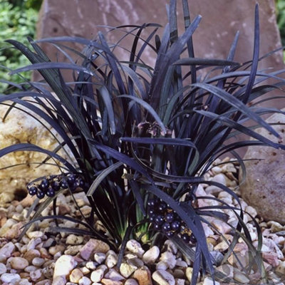 Ophiopogon Nigrescens Garden Plant - Striking Black Foliage, Purple Flowers Compact Size (15-25cm Height Including Pot)