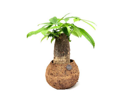 Opm Kokodama Bonsai Mixed, 17cm Pot Size, 30cm Tall, Bonsai, Indoor Houseplant