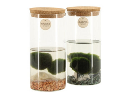 Opm Marimo Arrangement, 9cm Pot Size, 25cm Tall, Marimo Arrangement ...