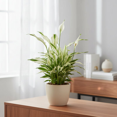 Opm Sp Sp005 Eyleen Brown Pot size 25 Cm Transport height 40 Indoor ...