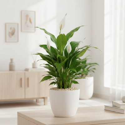 Opm Sp Sp005 Eyleen Grey Stone Pot size 25 Cm Transport height 35 ...
