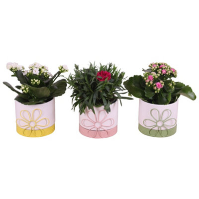 Opm Spring Flower Arr. Outdoor, 10cm Pot Size, 25cm Tall, 14-48. Spring ...