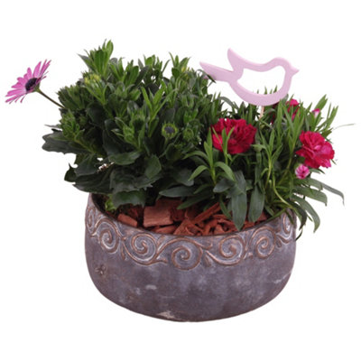 Opm Spring Flower Arr. Outdoor, 17cm Pot Size, 30cm Tall, Daffodil ...