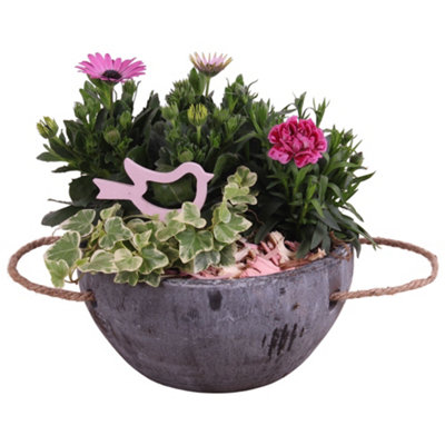 Opm Spring Flower Arr. Outdoor, 20cm Pot Size, 30cm Tall, Crocus ...