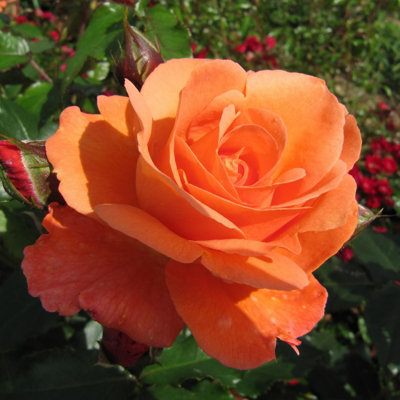 Orange 3-Litre Pot Vibrant Hybrid-Tea Rose Patio Roses Floribunda Rose ...