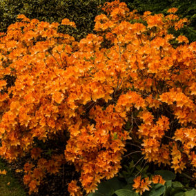 Orange Azalea (30-40cm Height Including Pot) - Vibrant Blooms, Japanese Evergreen