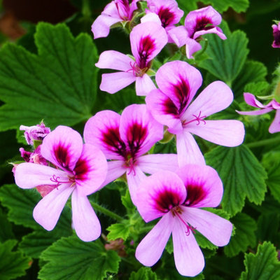 Orange Fizz Scented Geranium - Pelargonium in 10.5cm Pot - Fragrant Foliage with Flowers in Spring & Summer