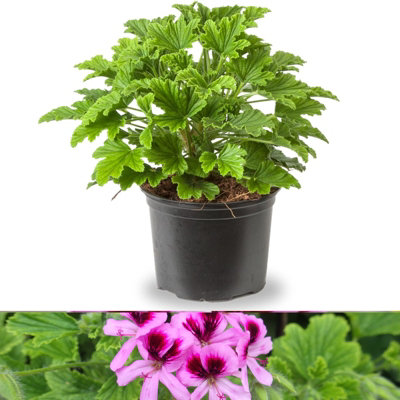 Orange Fizz Scented Geranium - Pelargonium in 10.5cm Pot - Fragrant Foliage with Flowers in Spring & Summer
