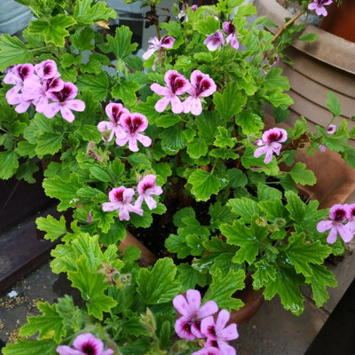 Orange Fizz Scented Geranium - Pelargonium in 10.5cm Pot - Fragrant Foliage with Flowers in Spring & Summer - 3