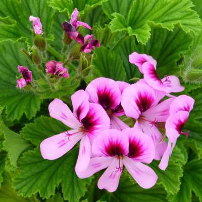 Orange Fizz Scented Geranium - Pelargonium in 10.5cm Pot - Fragrant Foliage with Flowers in Spring & Summer - 4