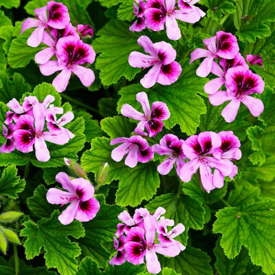 Orange Fizz Scented Geranium - Pelargonium in 10.5cm Pot - Fragrant Foliage with Flowers in Spring & Summer - 5