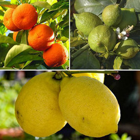 Orange, Lemon and Lime Collection, 20-30cm Tall including 9cm Pots