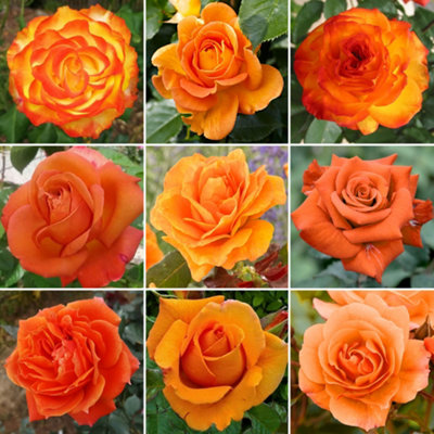 Orange Rose - Outdoor Plant, Stunning Colour, Ideal for Gardens ...