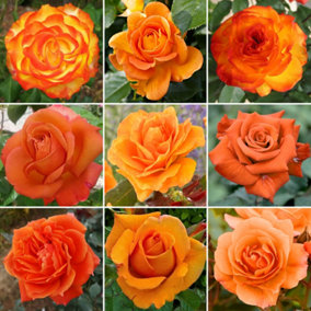 Orange Rose - Outdoor Plant, Stunning Colour, Ideal for Gardens, Compact Size