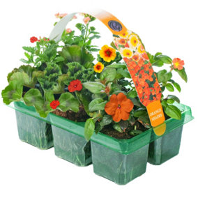 Orange Shades Basket Plants: Vibrant Warmth, Energetic Hues, 6 Pack Vitality (Ideal for Baskets)