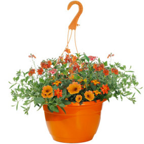 Orange Shades Hanging Basket: Warm Vibrant Blooms, Outdoor Elegance (25cm)