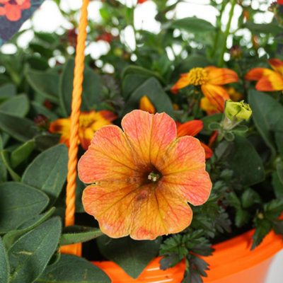 Orange Shades Hanging Basket: Warm Vibrant Blooms, Outdoor Elegance (25cm)