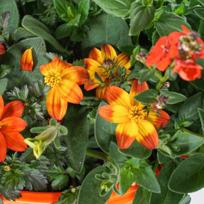 Orange Shades Hanging Basket: Warm Vibrant Blooms, Outdoor Elegance (25cm)