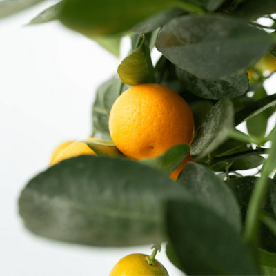 potting an indoor plant 100% Organic Indoor Plant Potting Soil Mix  Nutrient Rich, Well-Draining  Living Soil Blend
