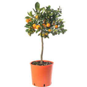 Orange Tree - Outdoor Fruit Tree, Grow Your Own Tasty Fruits, Ideal Size for UK Gardens in 20cm Pot (2-3ft)