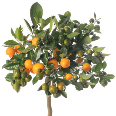 Orange Tree - Outdoor Fruit Tree, Grow Your Own Tasty Fruits, Ideal Size for UK Gardens in 20cm Pot (2-3ft)