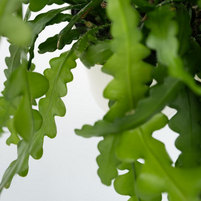 POWERS TO FLOWERS - RHIPSALIS EPIPHYLLUM ANGUILER, pianta vera