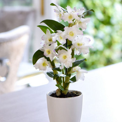 POWERS TO FLOWERS - DENDROBIUM NOBILE BIANCO/ROSA IN VASO CERAMICA ARGENTO, VASO 12CM DIAMETRO, pianta vera - Powers to flowers - piante e fiori