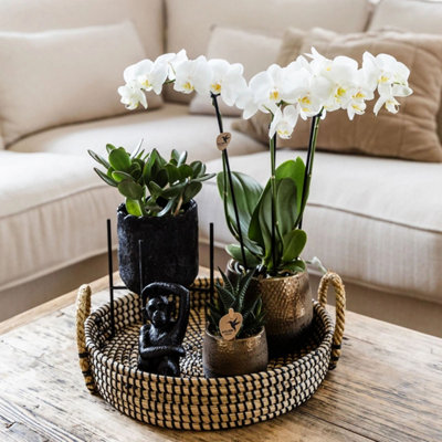 ORCHID GIFT SET COPPER XL - PHALAENOPSIS - HEIGHT 35CM