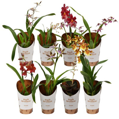 Orchideeën Mixed 1-2 Stem, 9cm Pot Size, 25cm Tall, Orchid