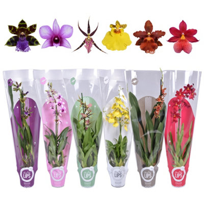 Orchideeën Mixed 1 Stem Hoes, 12cm Pot Size, 55cm Tall, Orchid