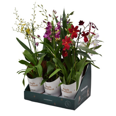 Orchideeën Mixed 2 Stem  Show, 12cm Pot Size, 55cm Tall, Orchids