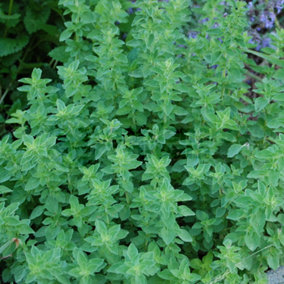 Oregano Common (10-20cm Height Including Pot) Garden Herb Plant - Aromatic Perennial, Compact Size