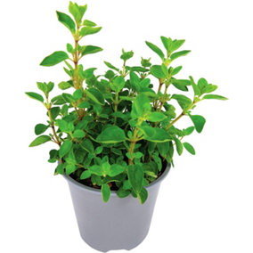 Oregano Herb Plant in 14cm Pot - Oreganos for Culinary Use - Ready to Plant