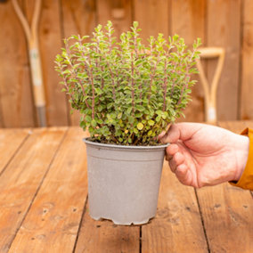 Oregano Herb Plant - Robust Flavour, Aromatic Leaves, Low Maintenance, Versatile (30-40cm Height Including Pot)