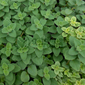 Oregano Hot & Spicy (10-20cm Height Including Pot) Garden Herb Plant - Aromatic Perennial, Compact Size