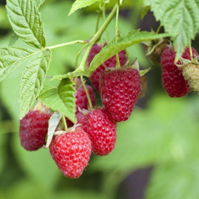 Organic Autumn Bliss Raspberry - Heavy Crop Large Red Berries Hardy 2L ...