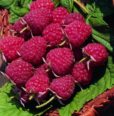 Organic Autumn Bliss Raspberry - Heavy Crop Large Red Berries Hardy 2L ...